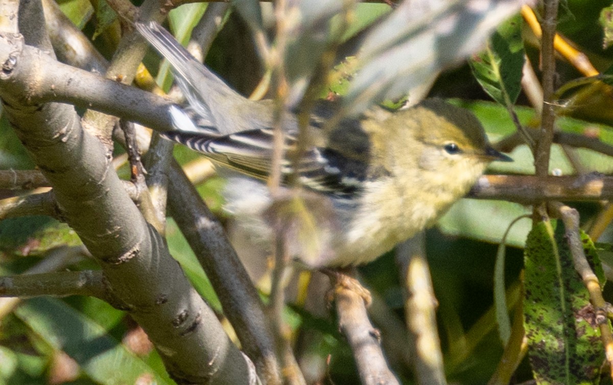 Blackpoll Warbler - Tom Lewis