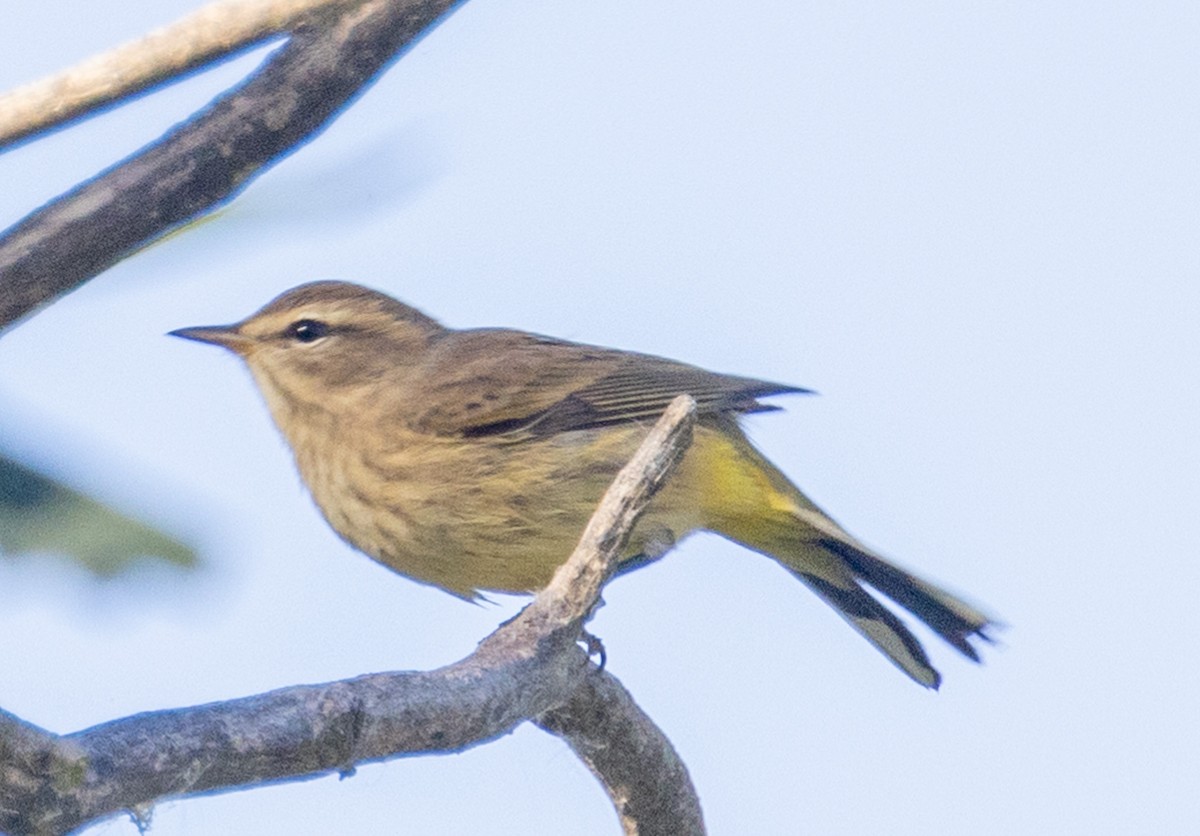 Palm Warbler - Tom Lewis