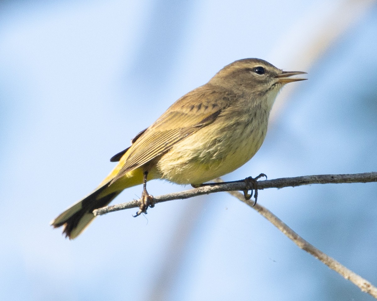 Palm Warbler - ML624139555