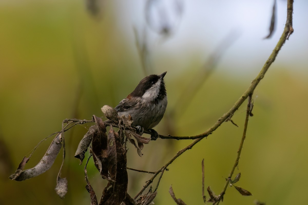 Chestnut-backed Chickadee - ML624139578