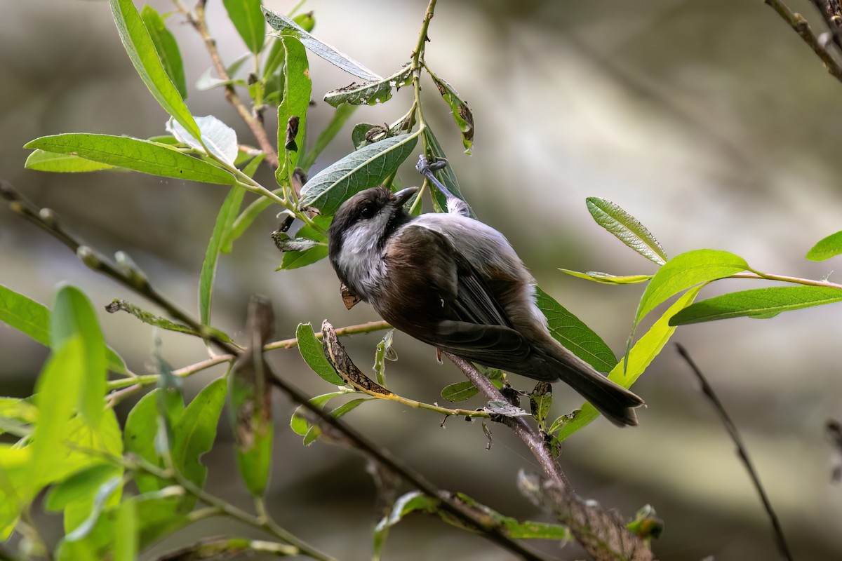 Chestnut-backed Chickadee - ML624139579