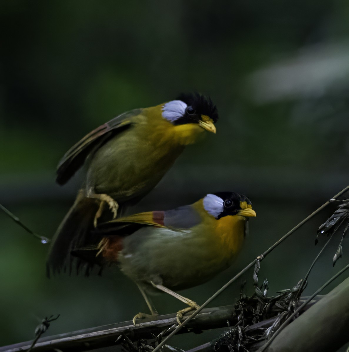 Silver-eared Mesia - ML624139585