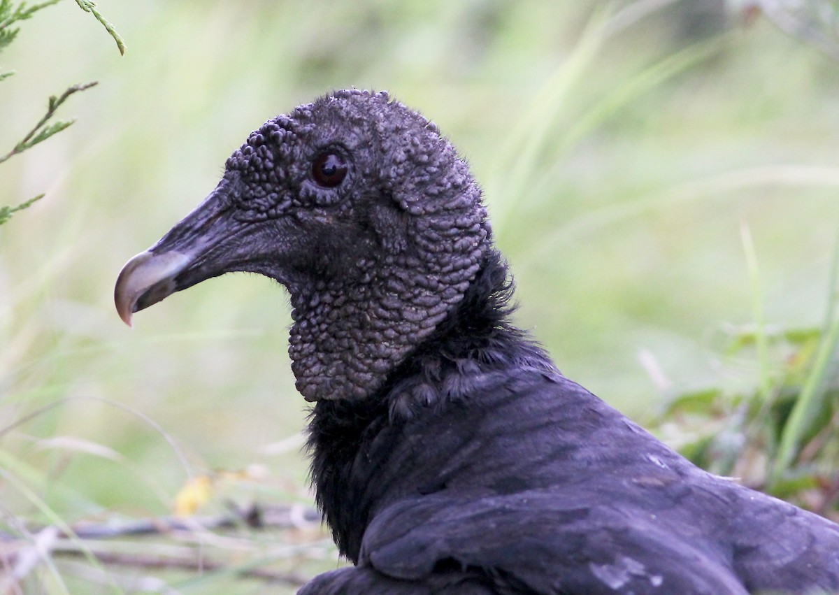 Black Vulture - ML62413961