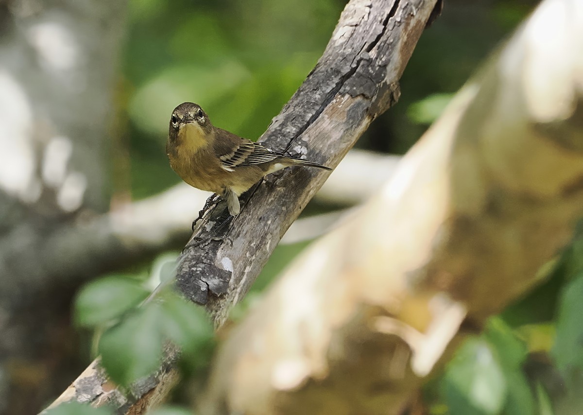 Pine Warbler - ML624139612