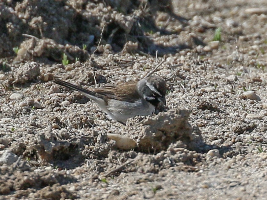 Black-throated Sparrow - ML624139648