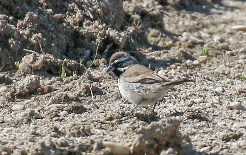 Black-throated Sparrow - ML624139649