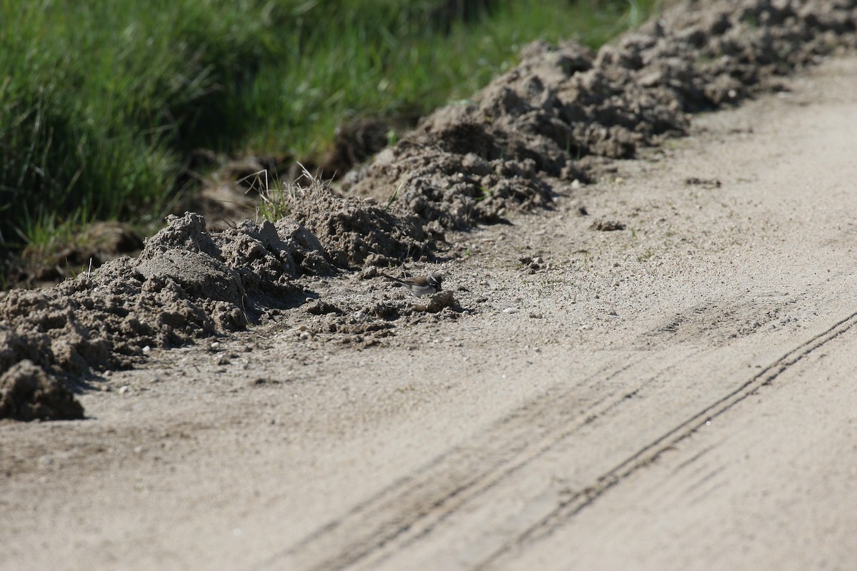 Black-throated Sparrow - ML624139650