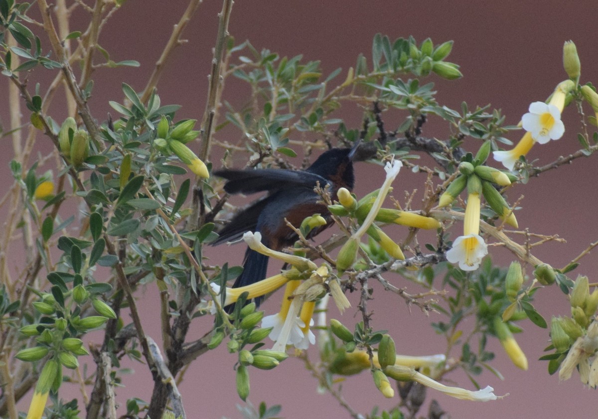 Black-throated Flowerpiercer - ML624139667