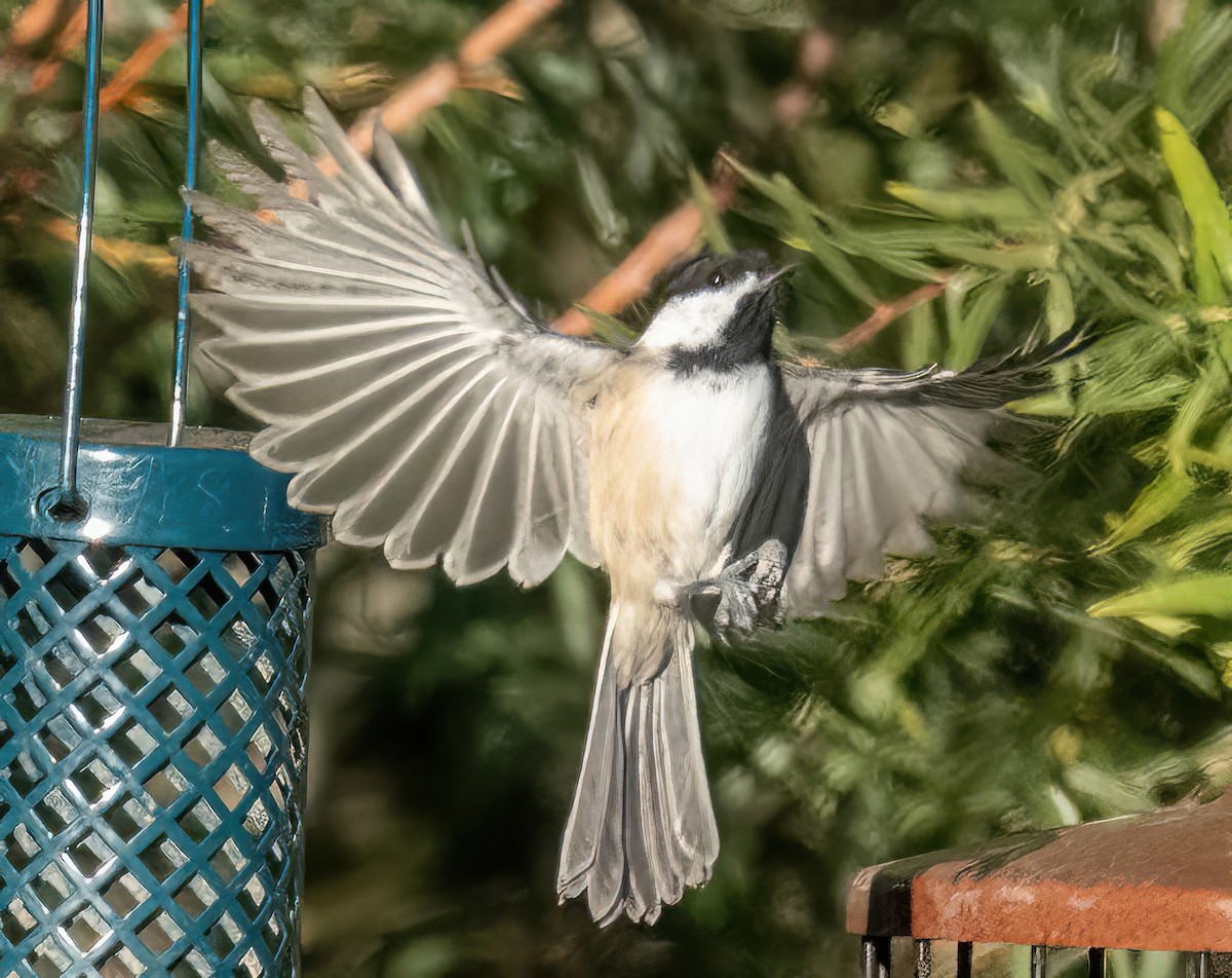 Black-capped Chickadee - ML624139683