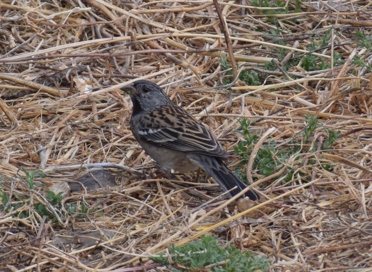 Mourning Sierra Finch - Monica Paredes Mejia