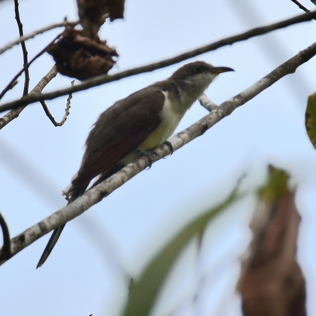 Yellow-billed Cuckoo - ML624139699