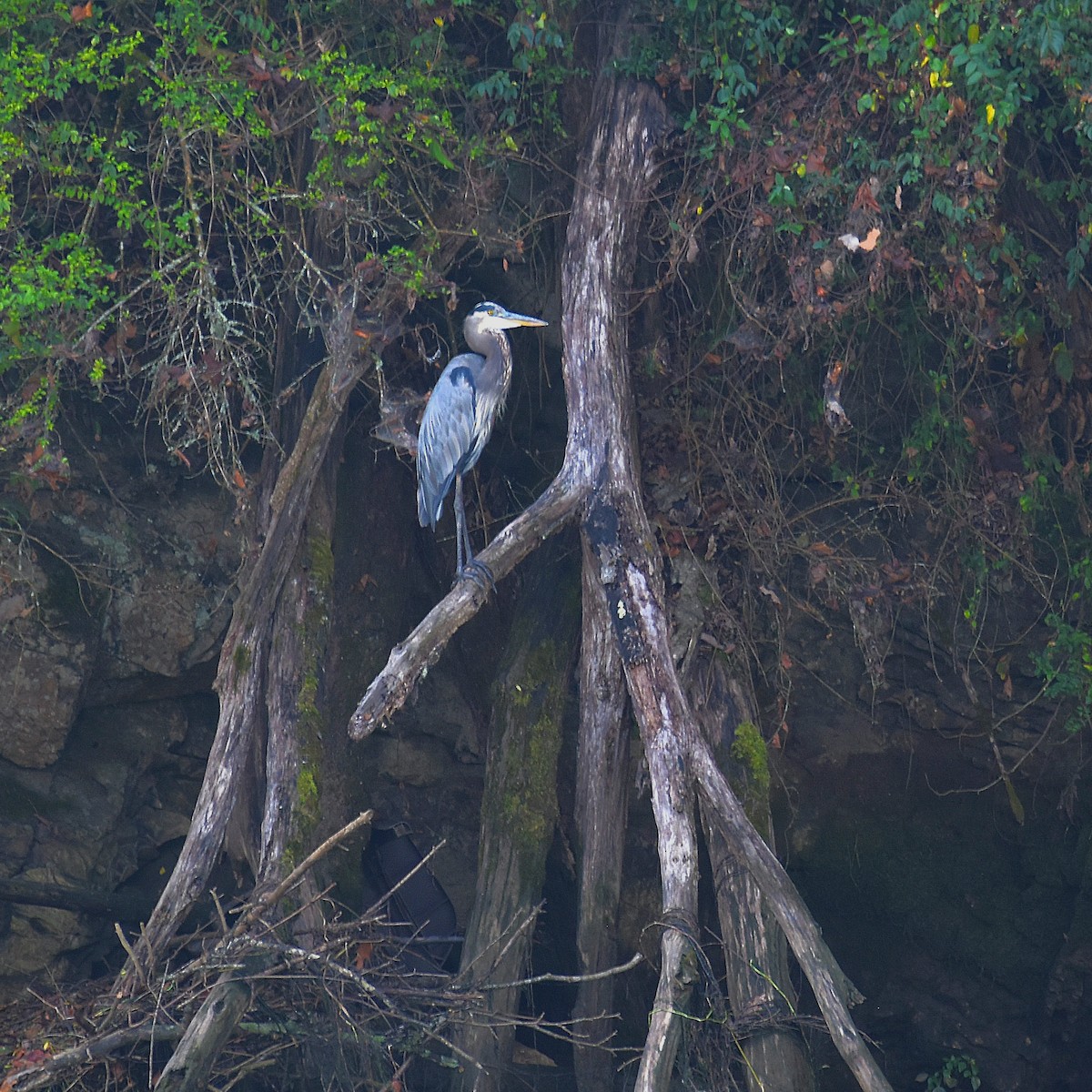 Great Blue Heron - ML624139705