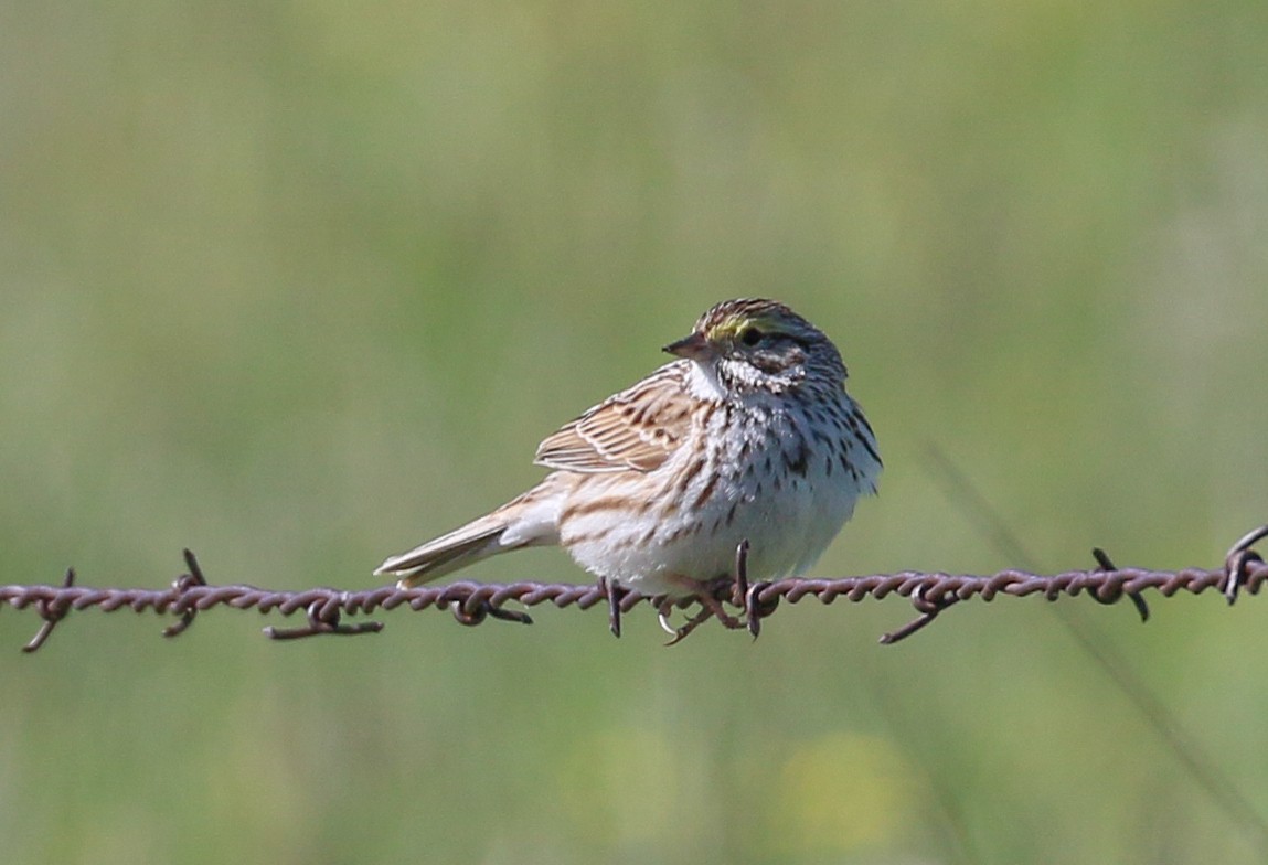 Savannah Sparrow - ML624139707