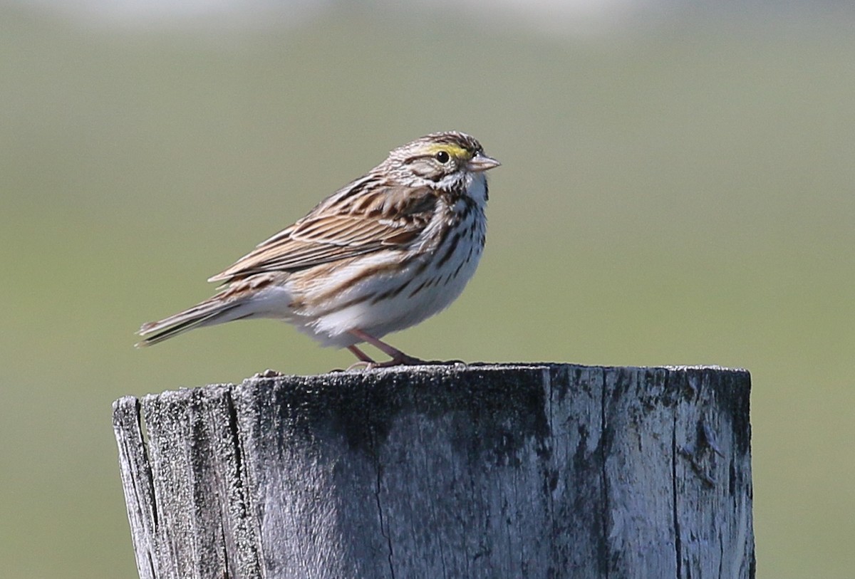Savannah Sparrow - ML624139708