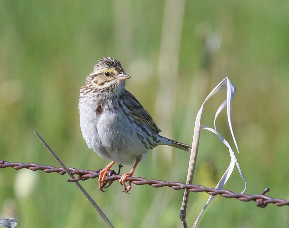 Savannah Sparrow - ML624139709