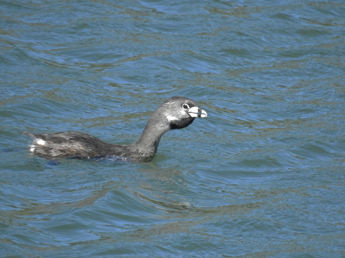 Pied-billed Grebe - Daniel Raposo 🦅