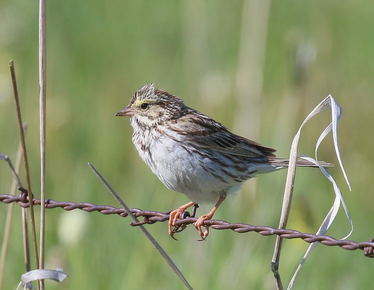 Savannah Sparrow - ML624139710