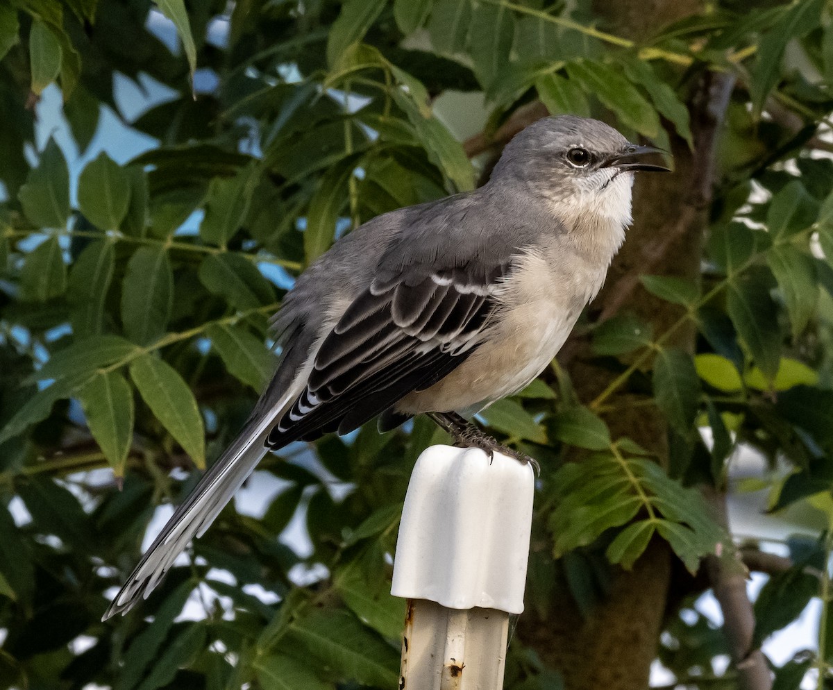 Northern Mockingbird - ML624139711