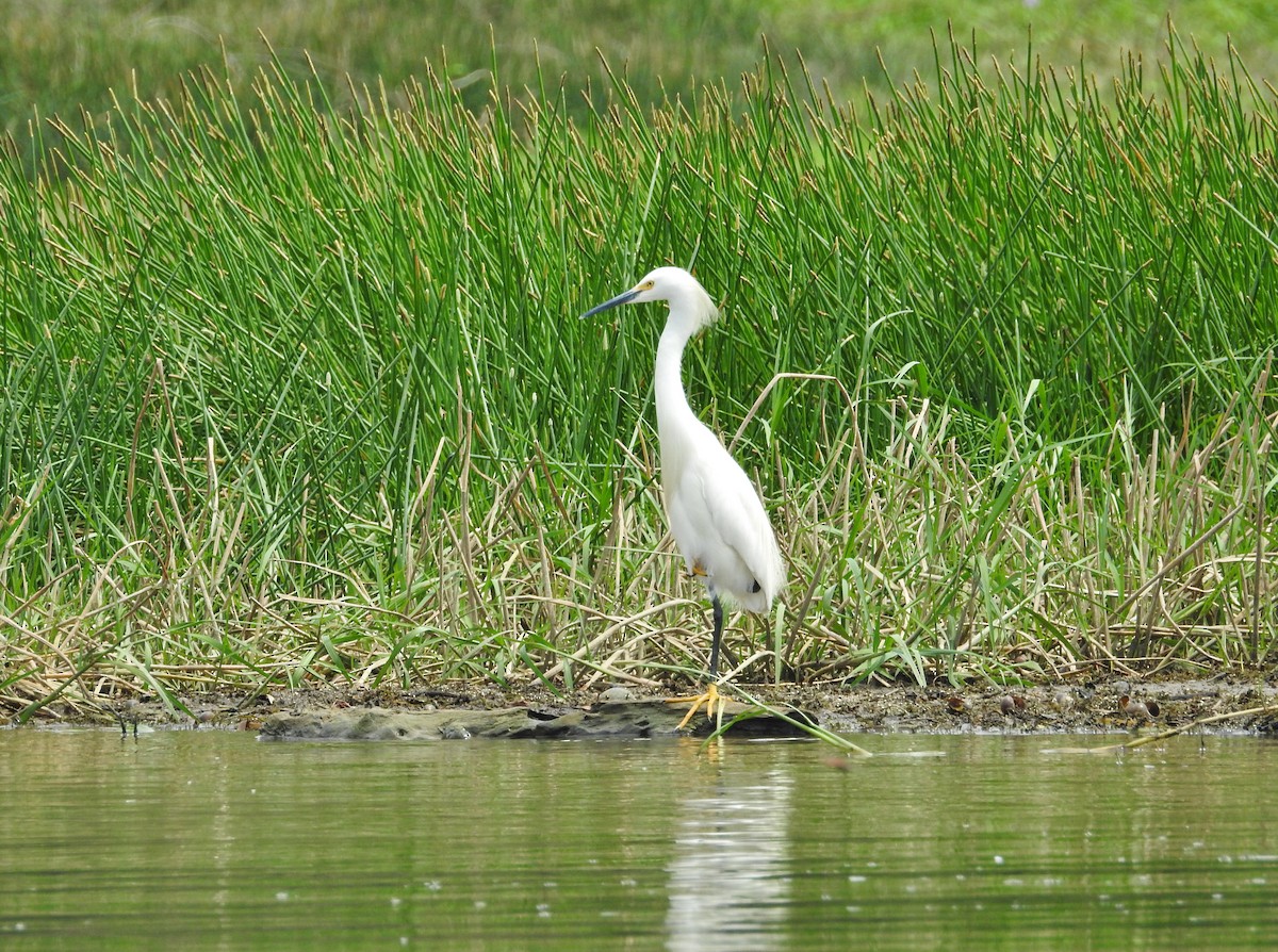 Snowy Egret - ML624139728