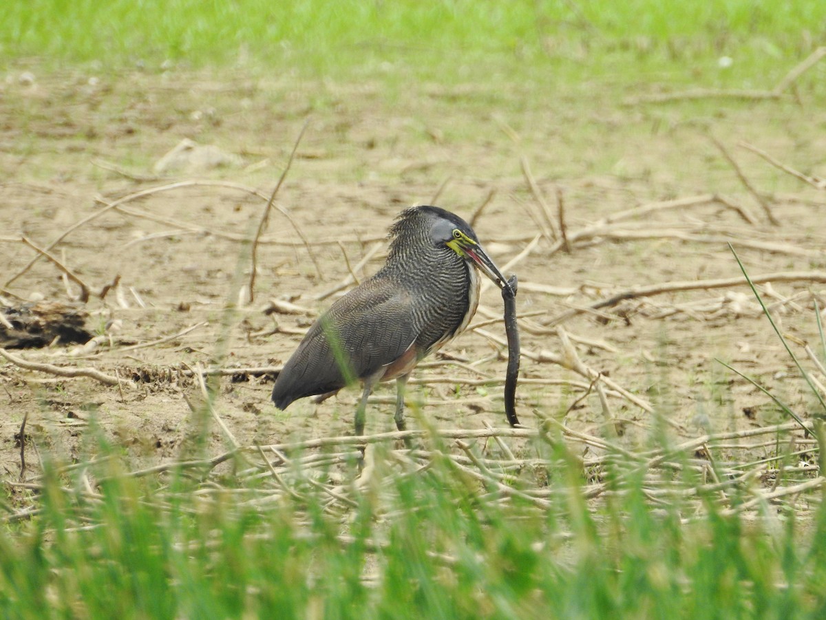 Bare-throated Tiger-Heron - ML624139731