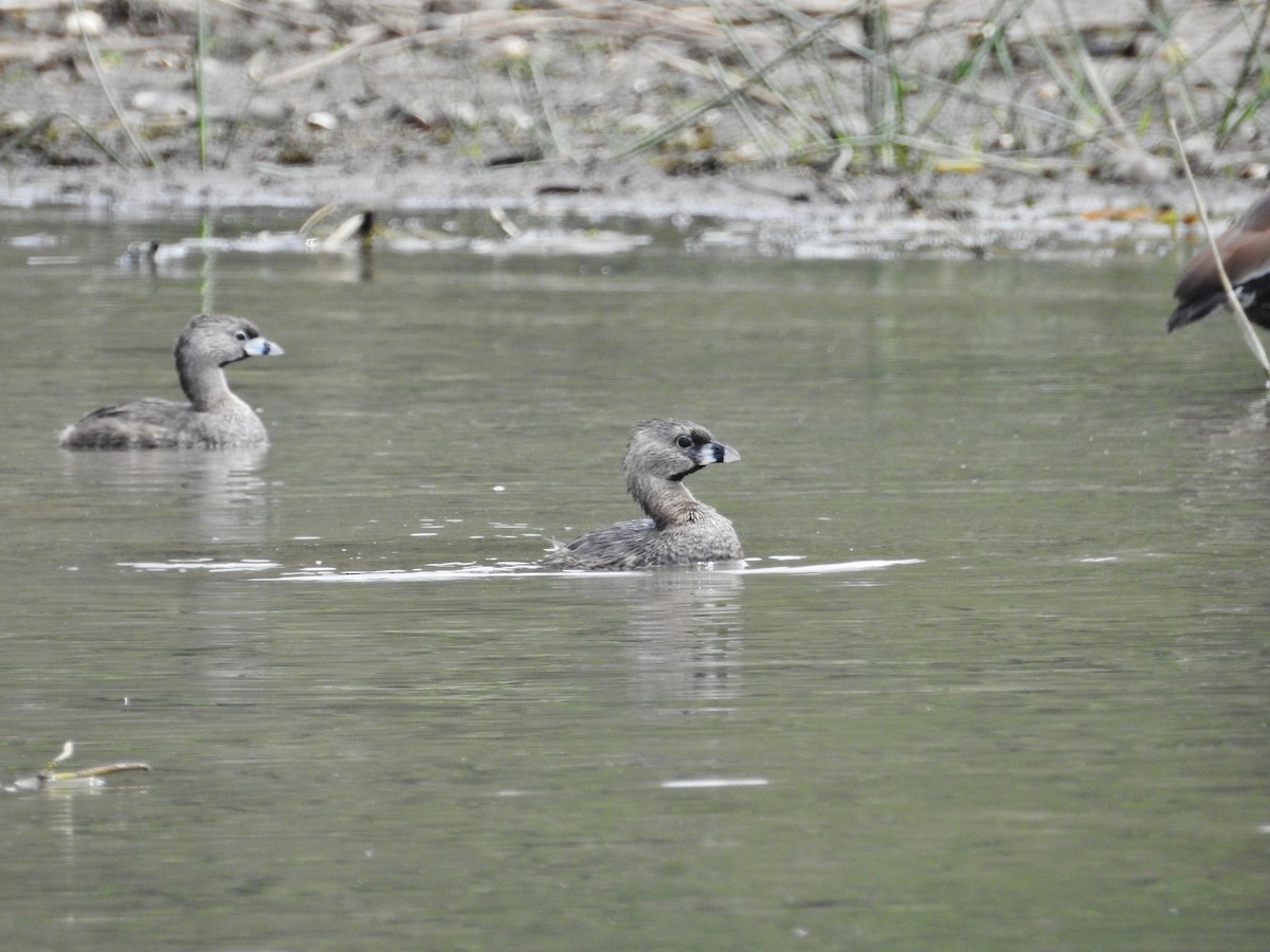 Pied-billed Grebe - ML624139739