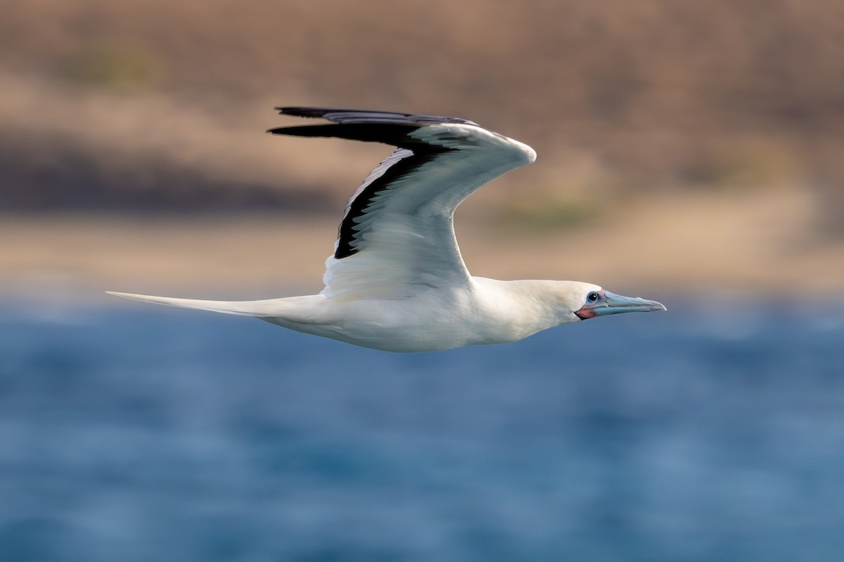 Red-footed Booby - ML624139772