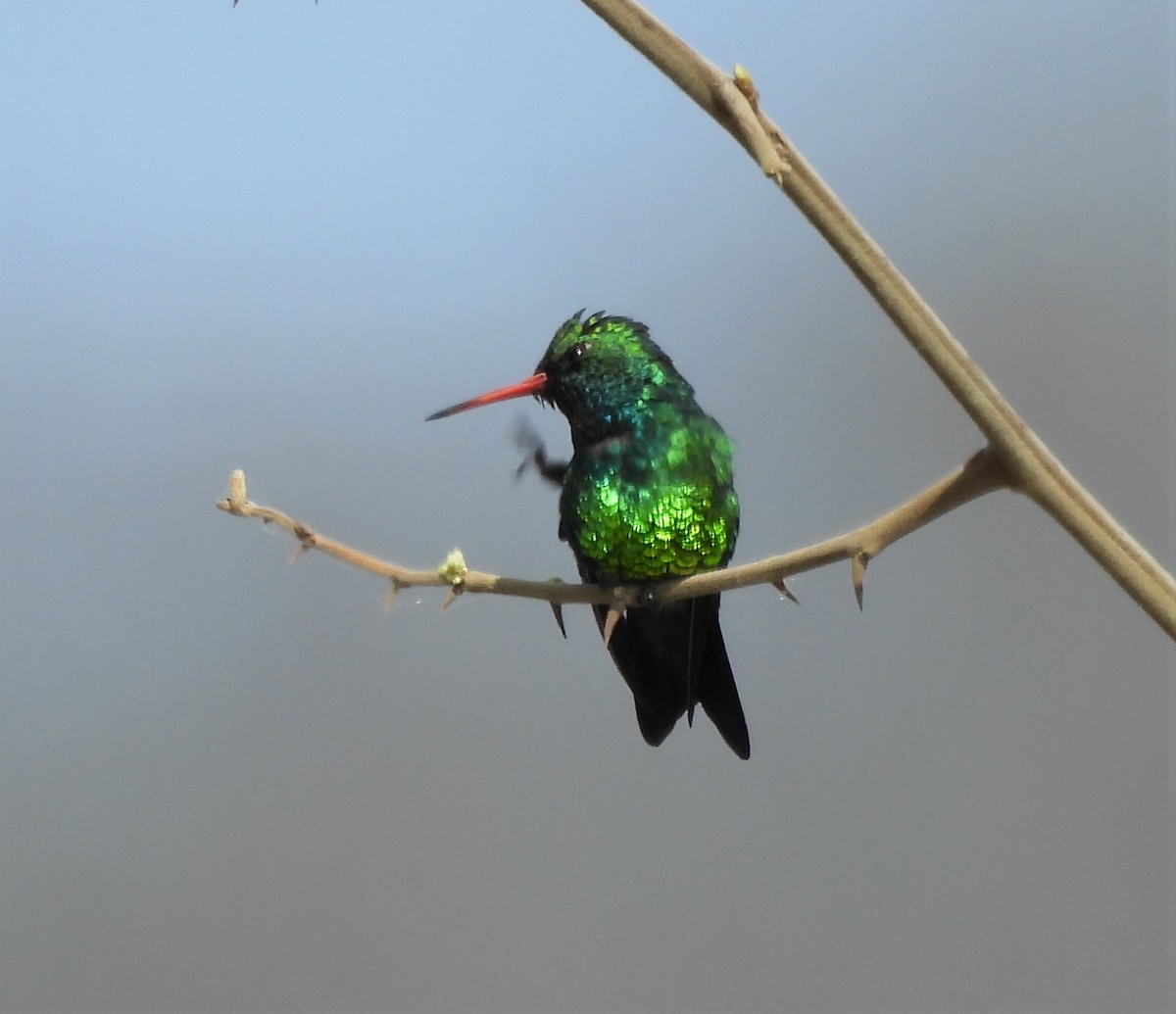 Glittering-bellied Emerald - ML624139775