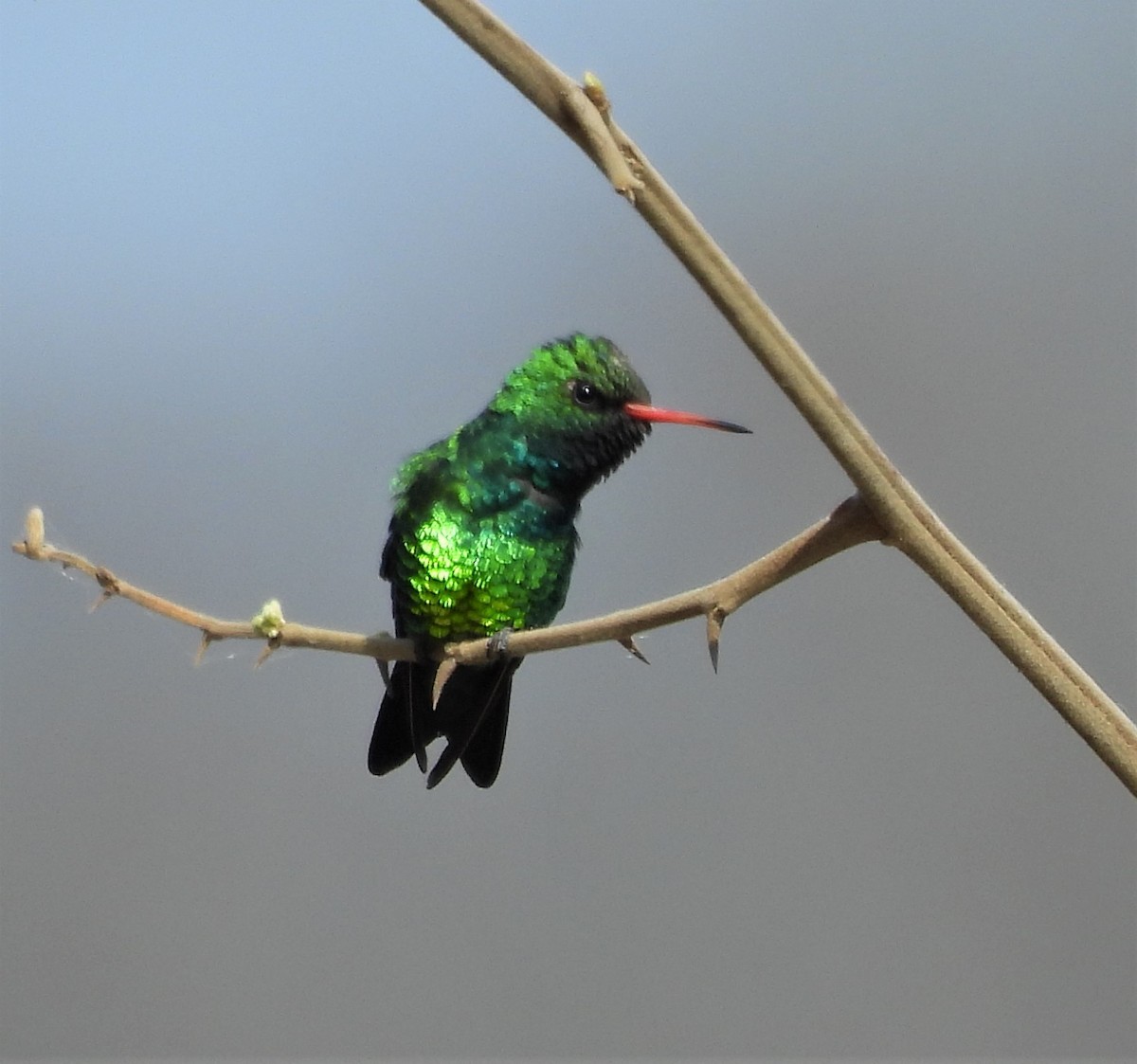 Glittering-bellied Emerald - ML624139776