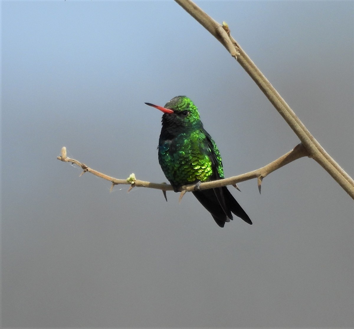 Glittering-bellied Emerald - ML624139777