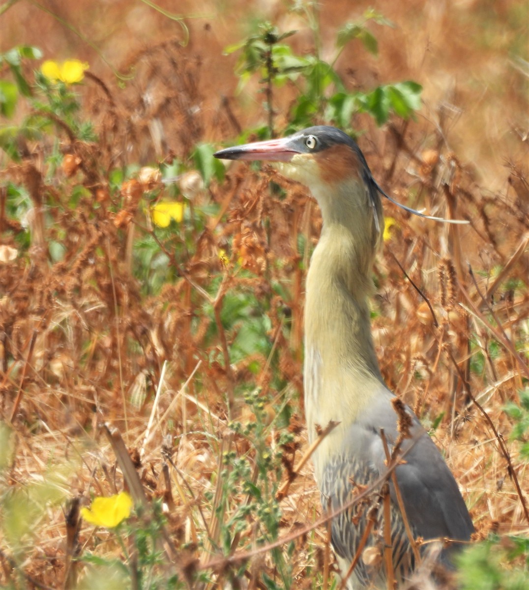 Whistling Heron - ML624139782