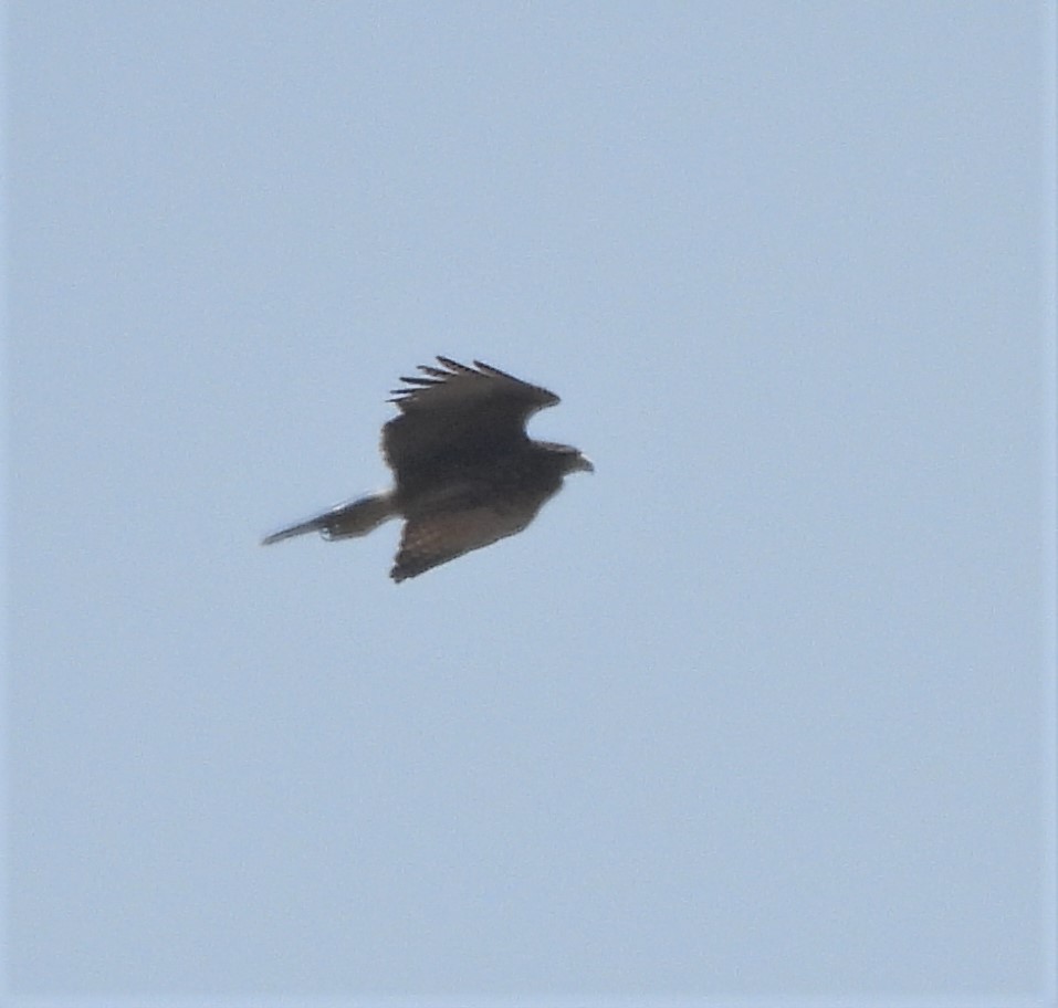 Harris's Hawk - ML624139784