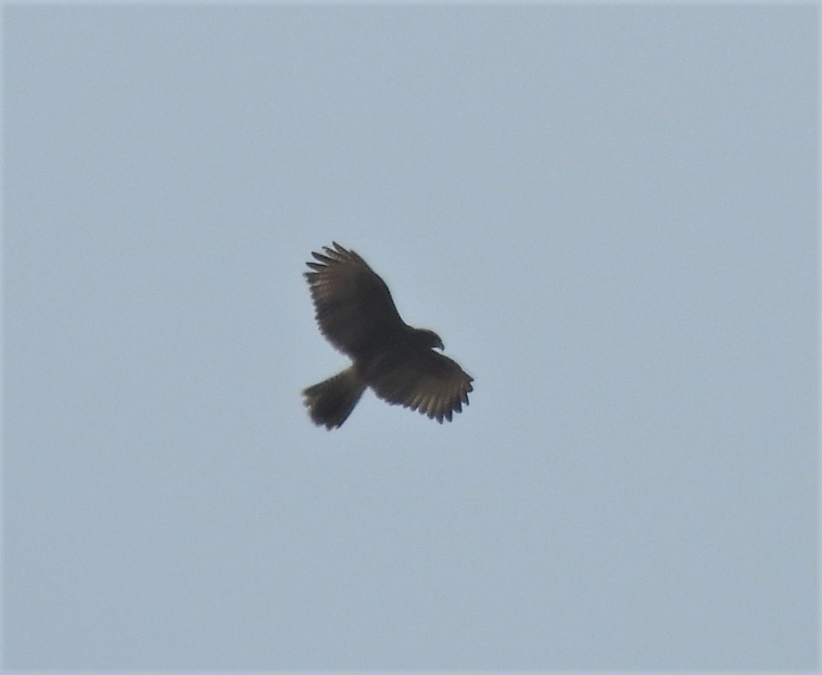 Harris's Hawk - ML624139785