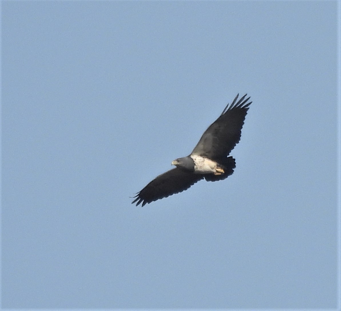 Black-chested Buzzard-Eagle - ML624139798