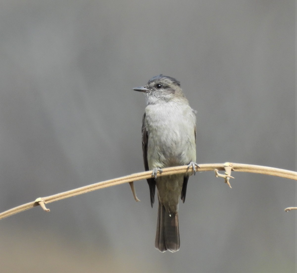 Crowned Slaty Flycatcher - ML624139806