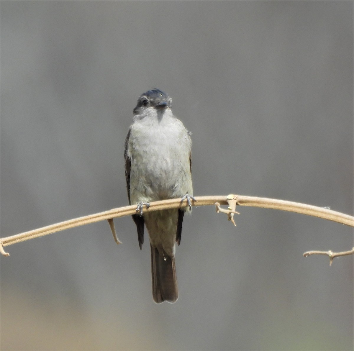 Crowned Slaty Flycatcher - ML624139807