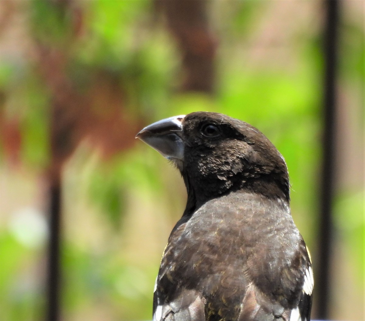 Black-backed Grosbeak - ML624139814