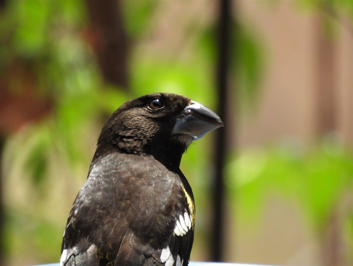 Black-backed Grosbeak - ML624139815