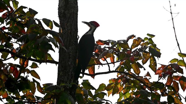 Pileated Woodpecker - ML624139818