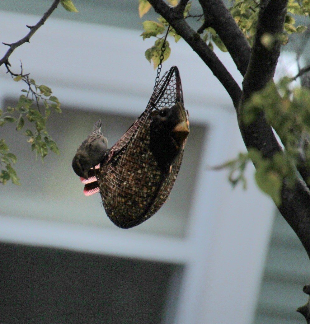 Moineau domestique - ML624139851