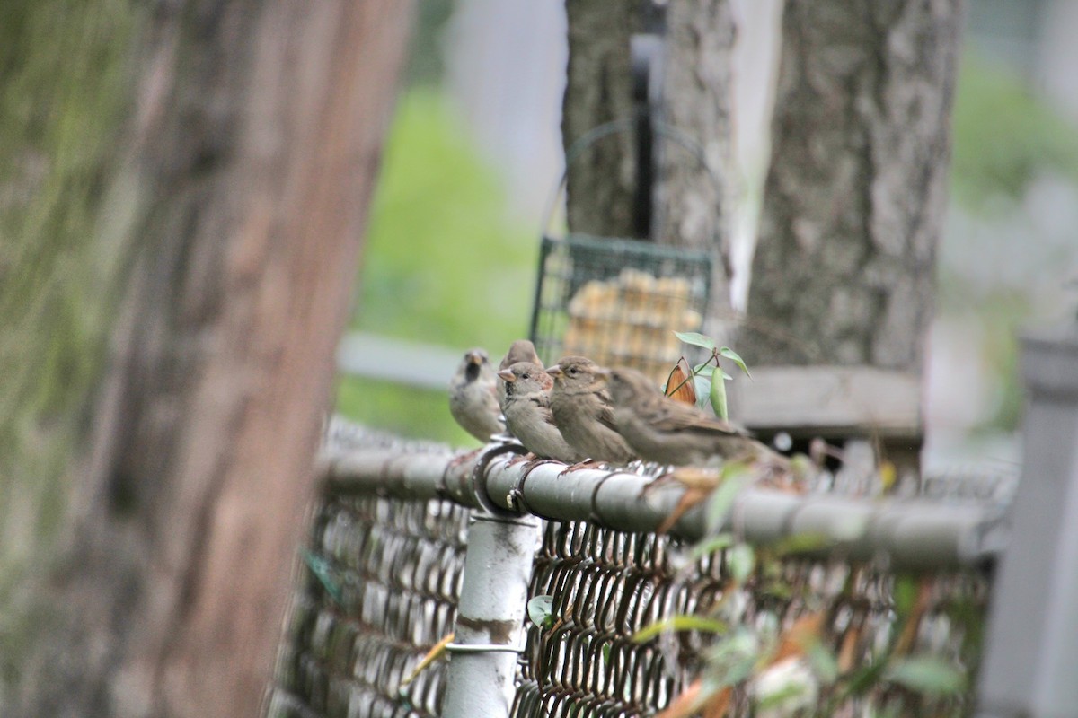 Moineau domestique - ML624139852