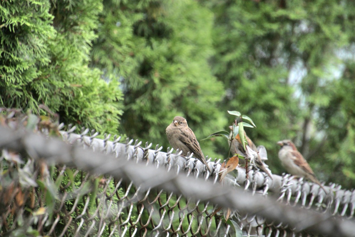 Moineau domestique - ML624139854