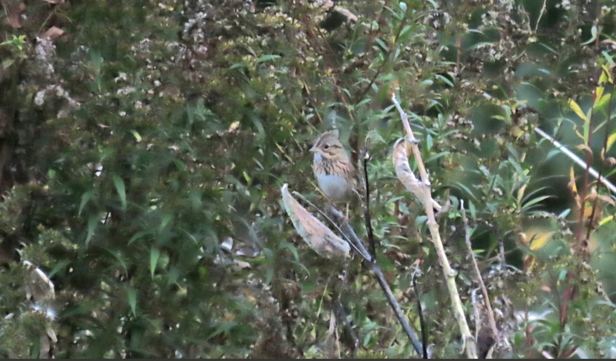 gråbrynspurv - ML624139880