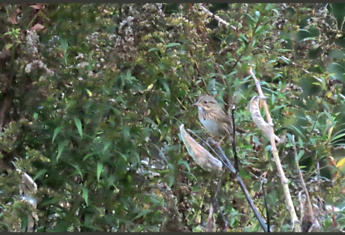 gråbrynspurv - ML624139881