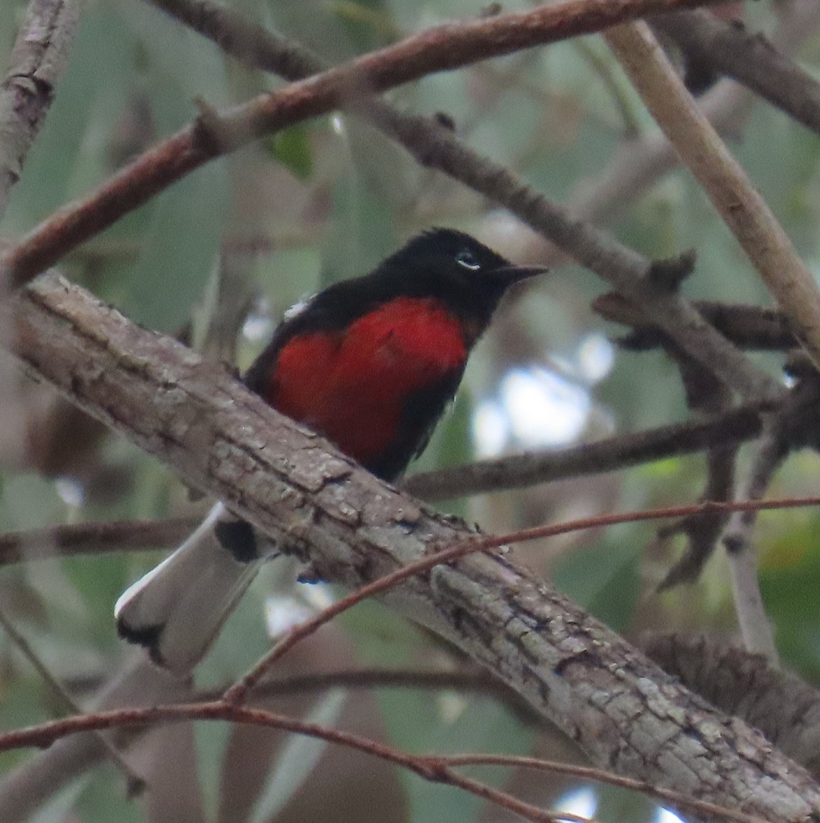 Painted Redstart - ML624139891