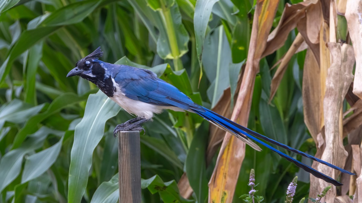 Black-throated Magpie-Jay - ML624139898