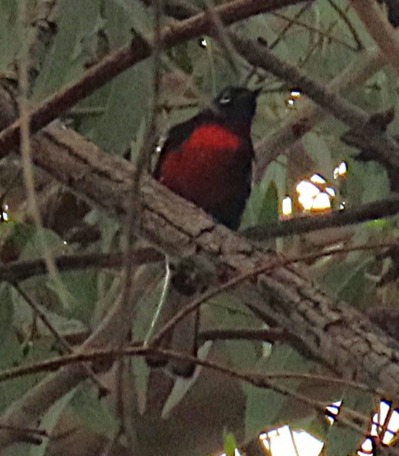 Painted Redstart - ML624139900