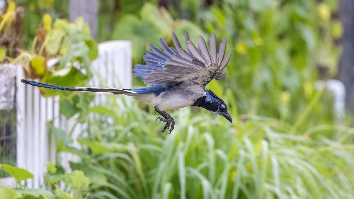 Black-throated Magpie-Jay - ML624139901