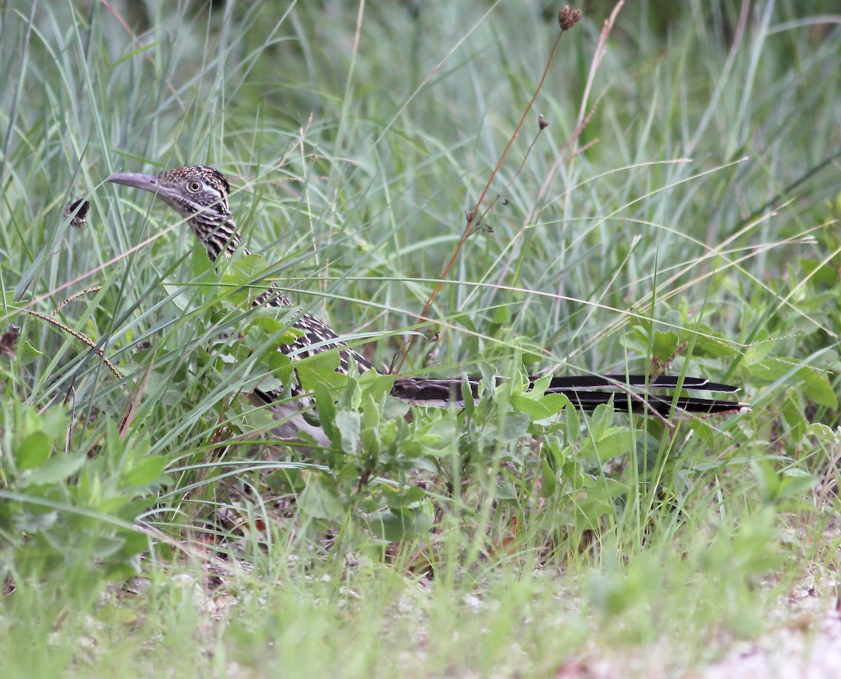 Greater Roadrunner - ML62413991