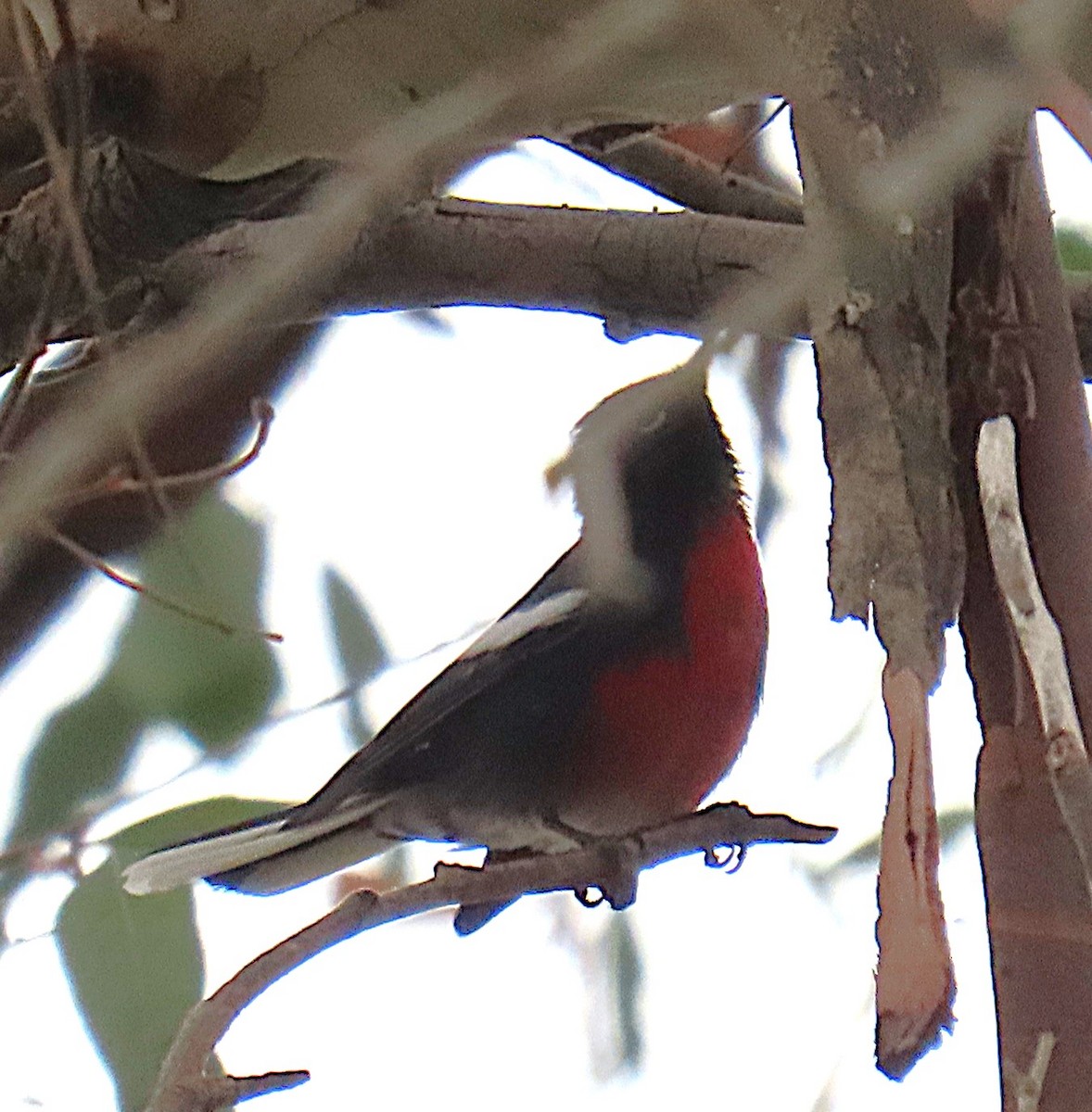 Painted Redstart - ML624139911