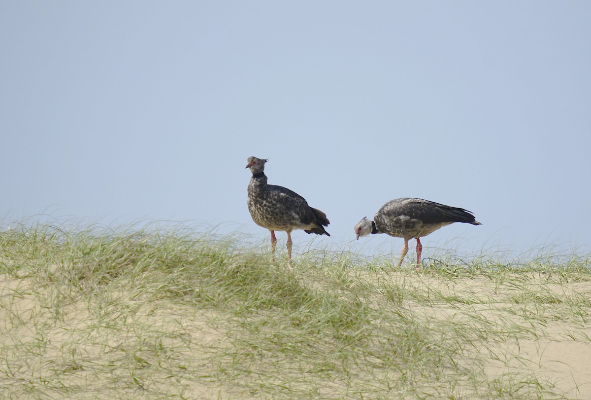 Southern Screamer - ML624139925